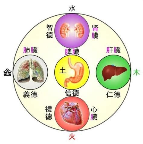 心屬|中醫基礎/臟與腑的關係